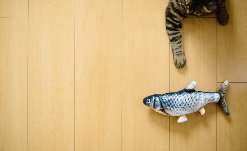 猫と魚